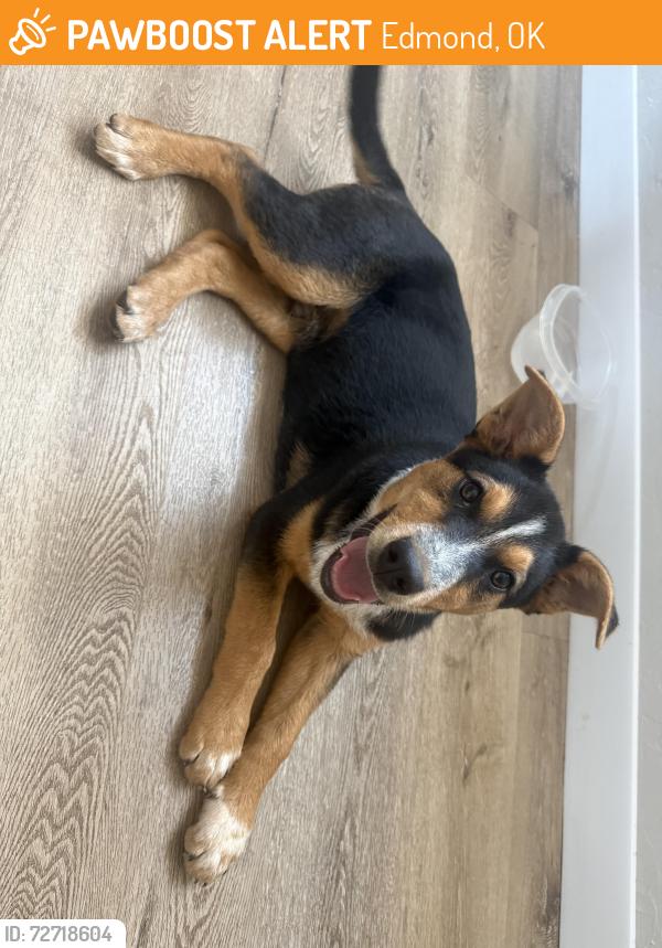 Found/Stray Male Dog last seen N. Sooner Rd by Crest in Edmond OK, Edmond, OK 73034