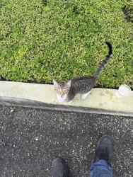 Found/Stray Male Cat last seen Advanced Hood Systems, 12550 Wiles Rd, Coral Springs, FL 33076, Coral Springs, FL 33076