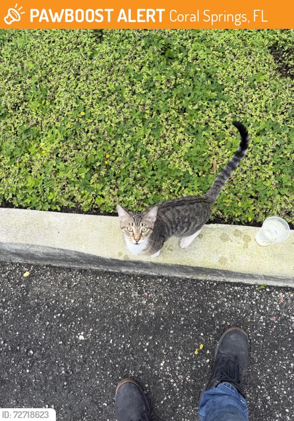 Found/Stray Male Cat last seen Advanced Hood Systems, 12550 Wiles Rd, Coral Springs, FL 33076, Coral Springs, FL 33076