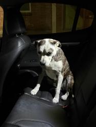 Found/Stray Male Dog last seen Isaac food mart, Houston, TX 77009