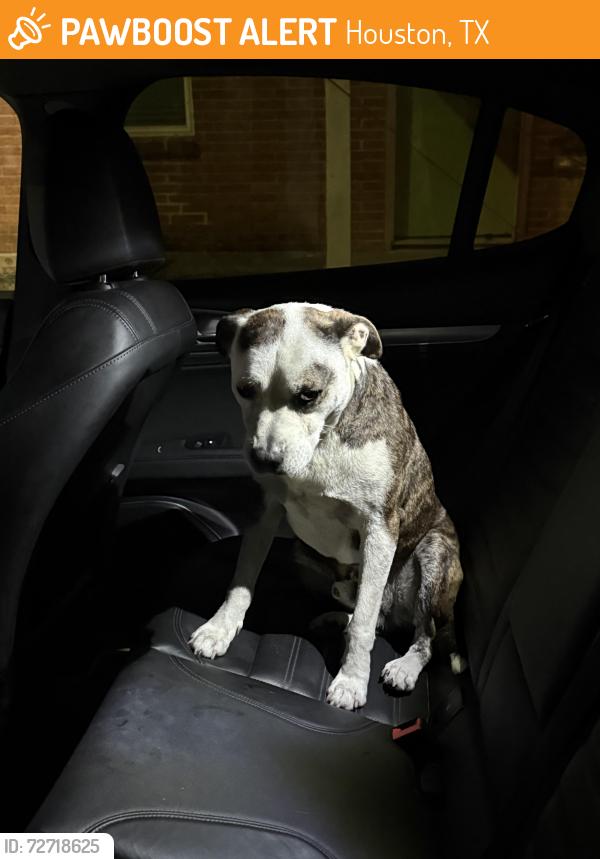 Found/Stray Male Dog last seen Isaac food mart, Houston, TX 77009