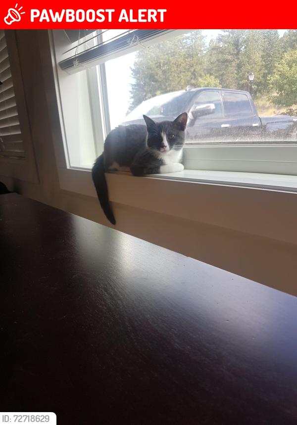 Lost Female Cat last seen Copperridge Drive , West Kelowna, BC V4T 0E7