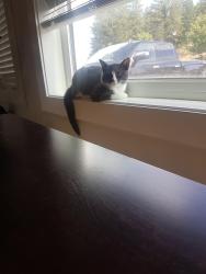 Lost Female Cat last seen Copperridge Drive , West Kelowna, BC V4T 0E7