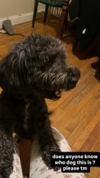 Found/Stray Male Dog last seen Towson, Parkville, MD 21234