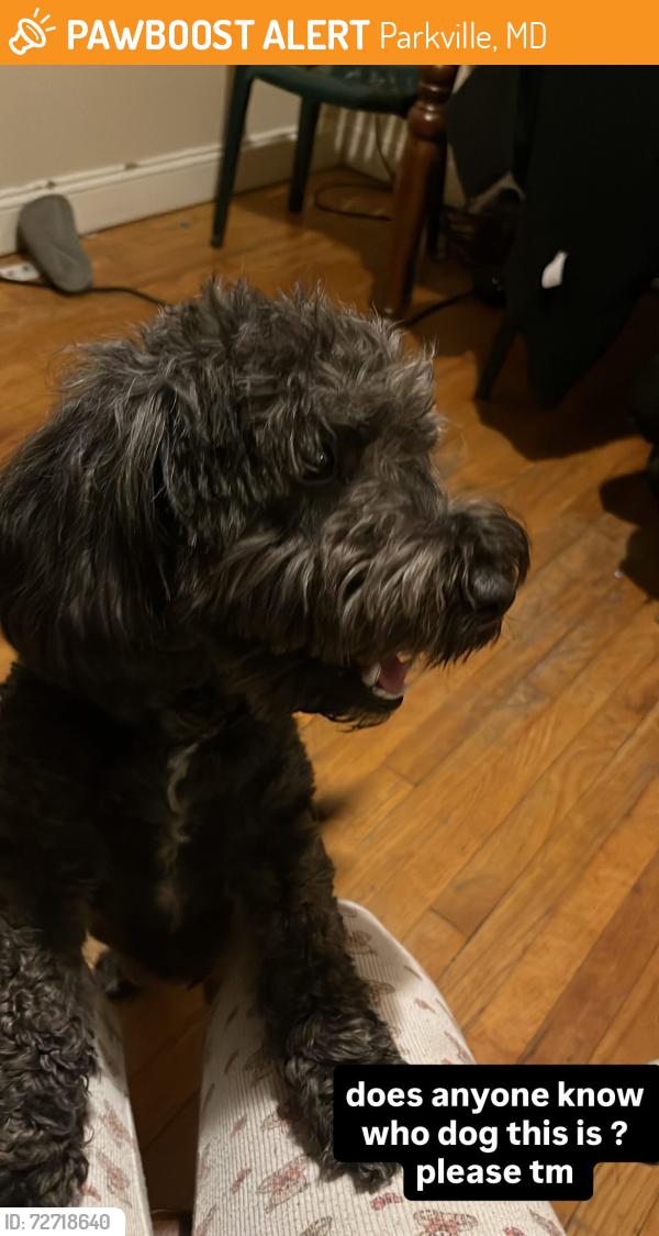 Found/Stray Male Dog last seen Towson, Parkville, MD 21234