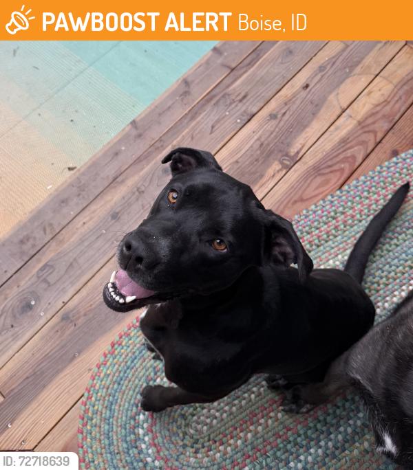 Found/Stray Female Dog last seen Fairfield , Boise, ID 83709