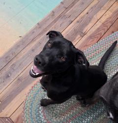 Found/Stray Female Dog last seen Fairfield , Boise, ID 83709
