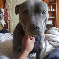 Lost Male Dog last seen Sycamore view and macon , Memphis, TN 38134