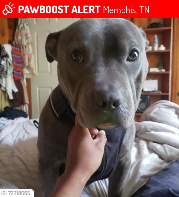 Lost Male Dog last seen Sycamore view and macon , Memphis, TN 38134