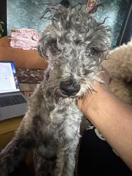 Found/Stray Male Dog last seen Tidwell lakes community , Houston, TX 77044