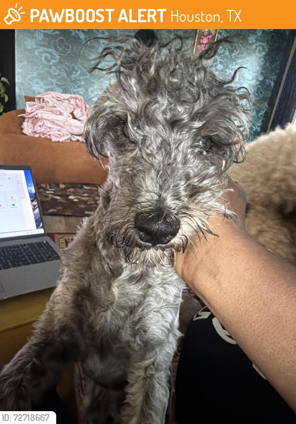 Found/Stray Male Dog last seen Tidwell lakes community , Houston, TX 77044