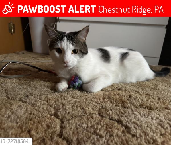 Lost Male Cat last seen Royal Patch, Second St. , Chestnut Ridge, PA 15468