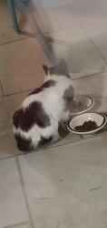 Found/Stray Male Cat last seen Ocean Ridge Plantation, Ocean Isle Beach, zip code 28469, Brunswick County, NC 28469