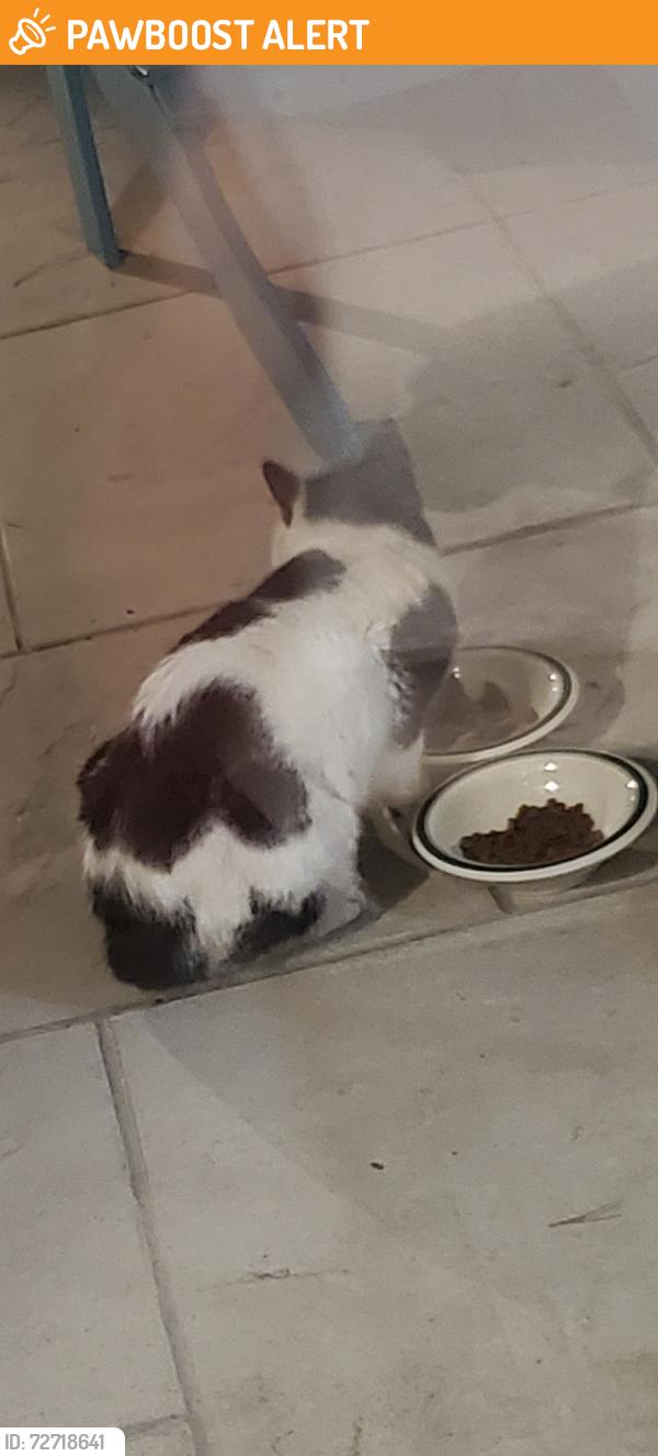 Found/Stray Male Cat last seen Ocean Ridge Plantation, Ocean Isle Beach, zip code 28469, Brunswick County, NC 28469