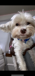 Lost Female Dog last seen Near apmts 2740 pleasant Ave n, Minneapolis, MN 55408