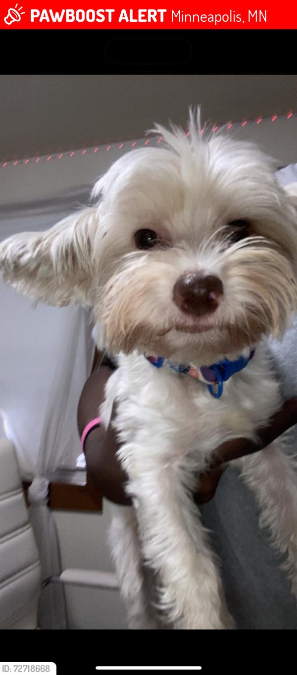 Lost Female Dog last seen Near apmts 2740 pleasant Ave n, Minneapolis, MN 55408