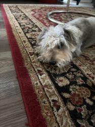Found/Stray Female Dog last seen Tidwell Lakes Community, Tidwell Lakes, TX 77044