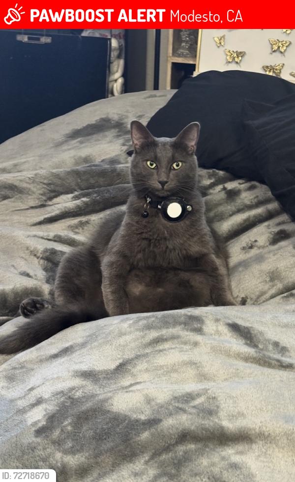 Lost Male Cat last seen Rosemore Ave, Modesto, CA 95358