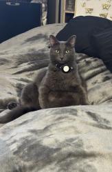 Lost Male Cat last seen Rosemore Ave, Modesto, CA 95358