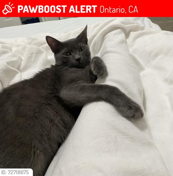 Lost Male Cat last seen Food for less , Ontario, CA 91761