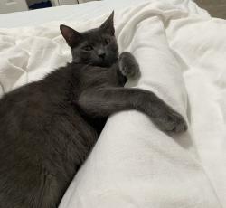 Lost Male Cat last seen Food for less , Ontario, CA 91761