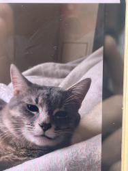 Lost Male Cat last seen mallard dr, Eagan, MN 55122