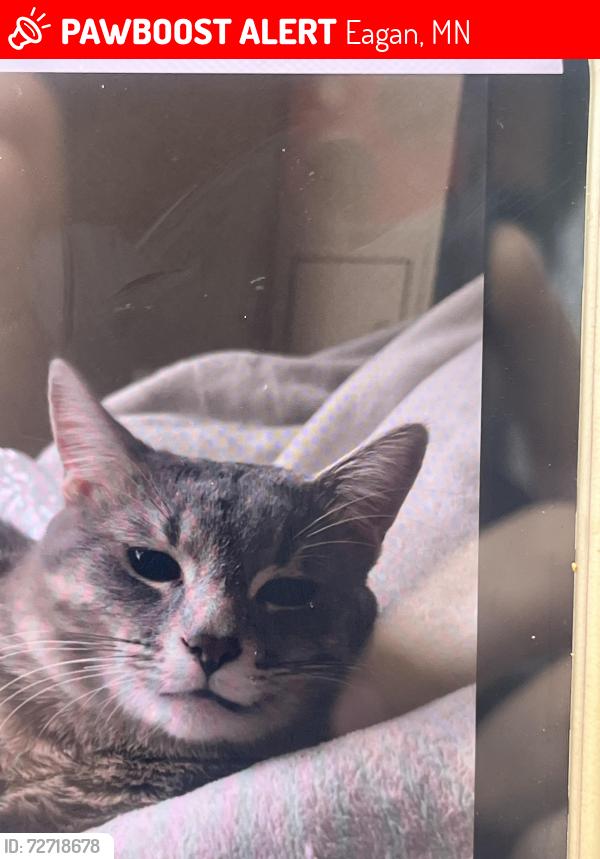 Lost Male Cat last seen mallard dr, Eagan, MN 55122