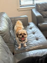 Lost Male Dog last seen SR 434 Altamonte Springs, Altamonte Springs, FL 32714