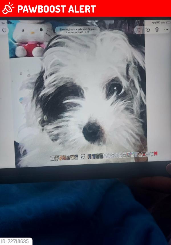 Lost Female Dog last seen B184nf, West Midlands, England B18 4NF