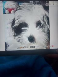 Lost Female Dog last seen B184nf, West Midlands, England B18 4NF