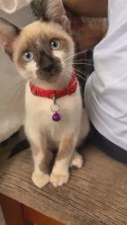 Lost Male Cat last seen Rua Senador Darcy Ribeiro,Jardim Nélia , Jardim Nélia, SP 08132-485