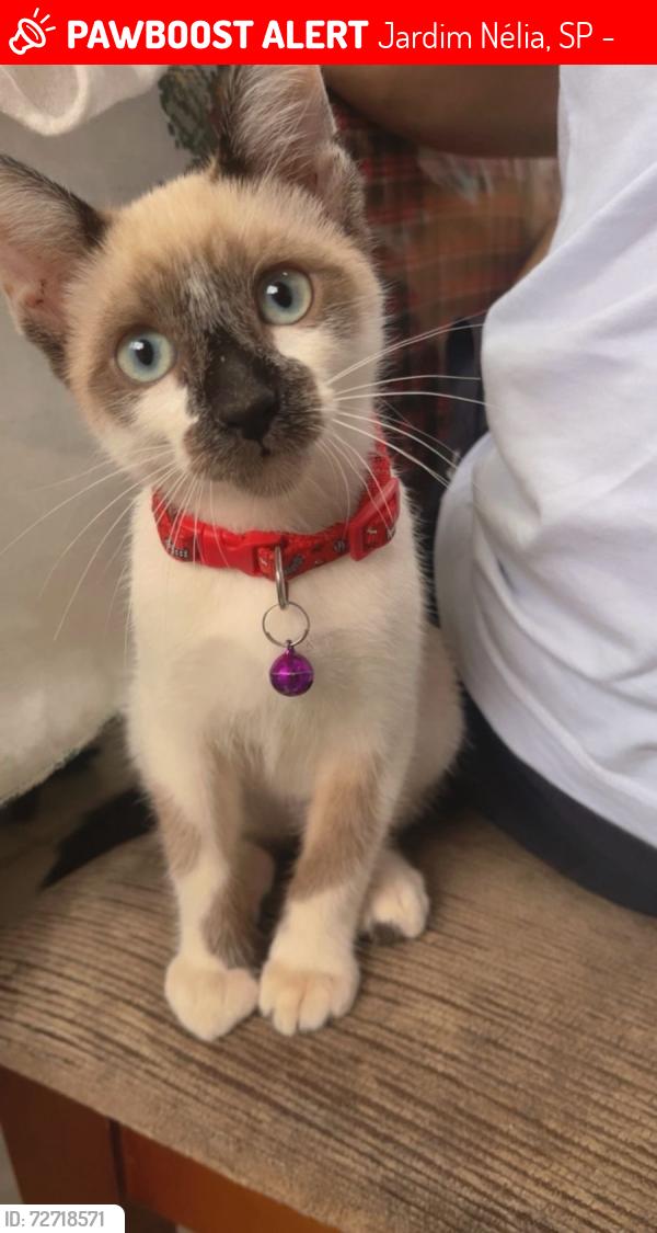 Lost Male Cat last seen Rua Senador Darcy Ribeiro,Jardim Nélia , Jardim Nélia, SP 08132-485