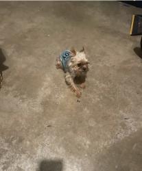 Found/Stray Female Dog last seen Virlee dr, Modesto, CA 95355