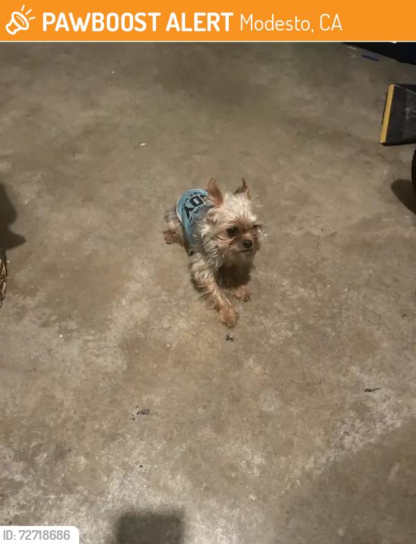 Found/Stray Female Dog last seen Virlee dr, Modesto, CA 95355