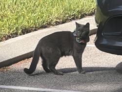Found/Stray Unknown Cat last seen Paragon Building, 1060 Maitland Center Commons Blvd, Maitland, FL 32751