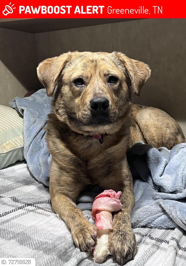 Lost Female Dog last seen Van Hill Rd, Greeneville, TN 37745