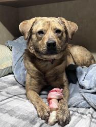 Lost Female Dog last seen Van Hill Rd, Greeneville, TN 37745