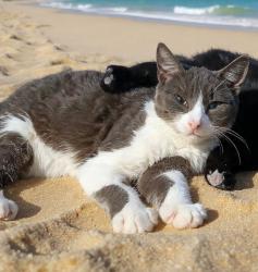 Lost Male Cat last seen Trail 10 & s illiana  terr, Citrus County, FL 34452