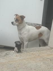 Found/Stray Female Dog last seen Rosevelt , Long Beach, CA 90802