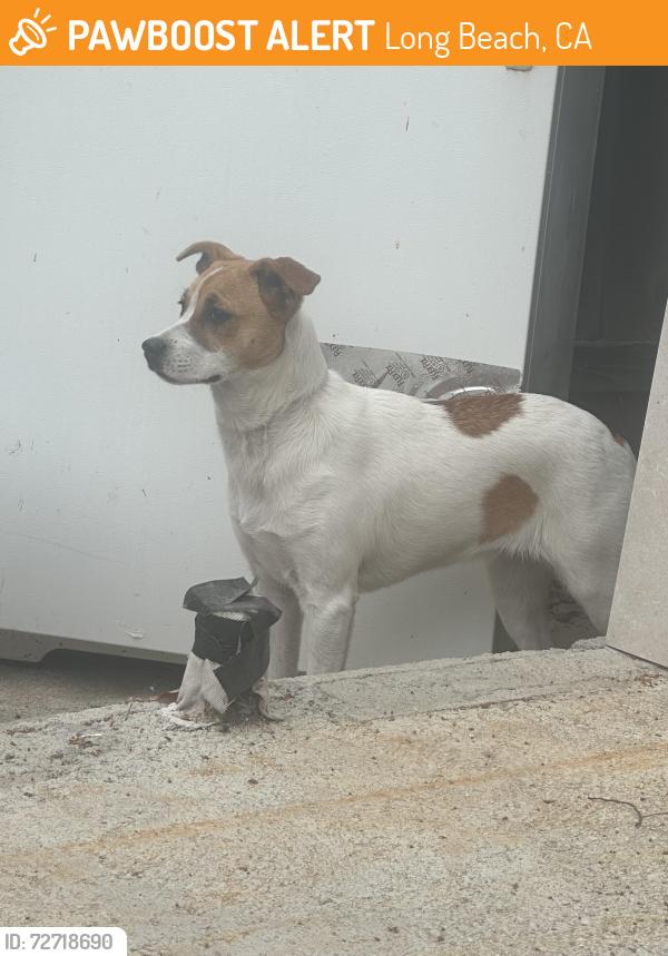Found/Stray Female Dog last seen Rosevelt , Long Beach, CA 90802