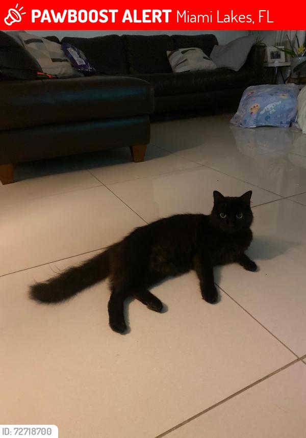 Lost Male Cat last seen Windmill Gate, Miami Lakes, FL 33014