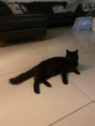 Lost Male Cat last seen Windmill Gate, Miami Lakes, FL 33014