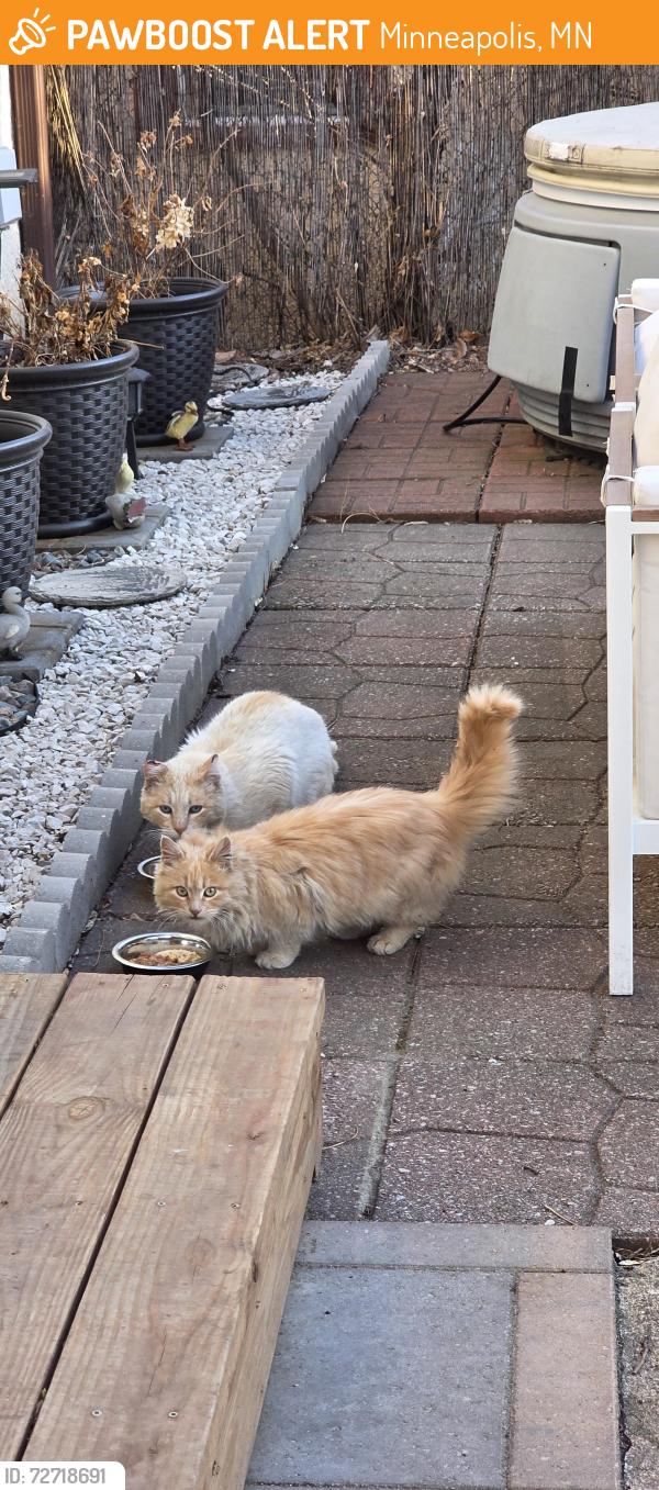 Found/Stray Unknown Cat last seen Upton Ave N and Golden Valley Rd., Minneapolis, MN 55411