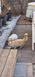 Found/Stray Unknown Cat last seen Upton Ave N and Golden Valley Rd., Minneapolis, MN 55411