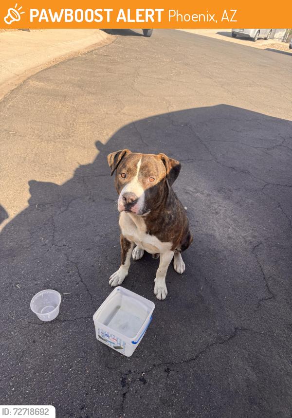 Found/Stray Male Dog last seen Near Ave indian school, Phoenix, AZ 85037