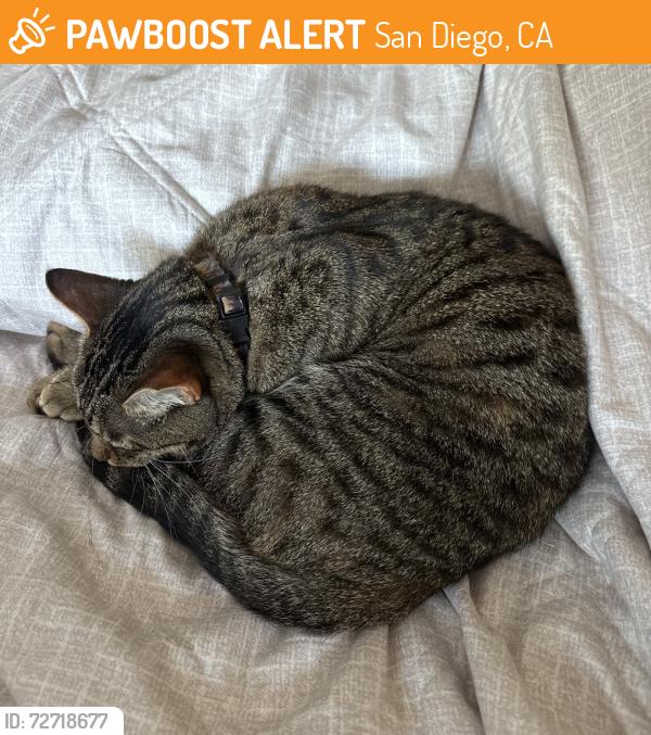 Found/Stray Female Cat last seen College Grove Way, San Diego, CA 92115
