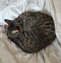 Found/Stray Female Cat last seen College Grove Way, San Diego, CA 92115