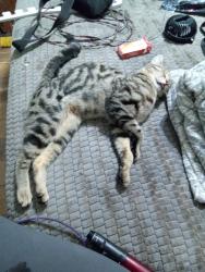 Lost Male Cat last seen Airport dr n Etiwanda ave, Ontario, CA 91761