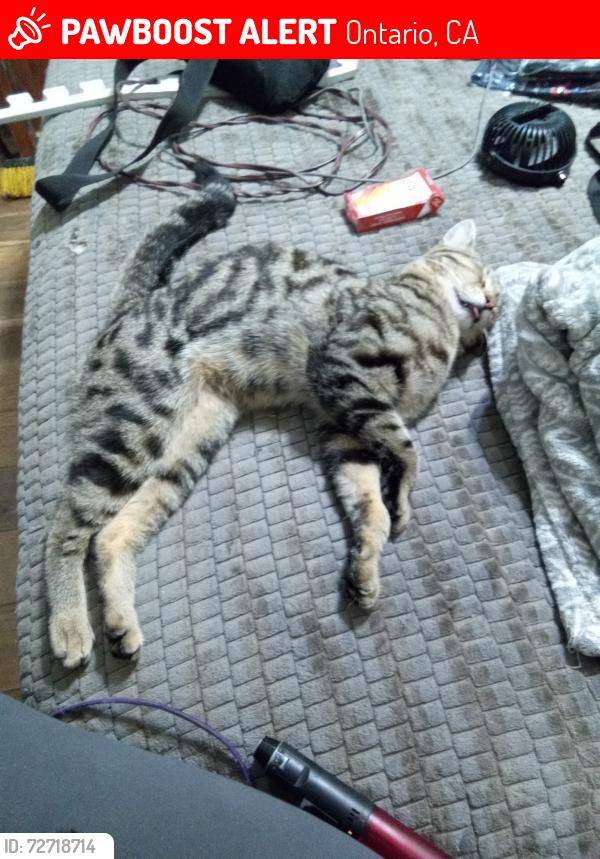 Lost Male Cat last seen Airport dr n Etiwanda ave, Ontario, CA 91761