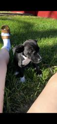 Lost Male Dog last seen bosque ave, Waco, TX 76707